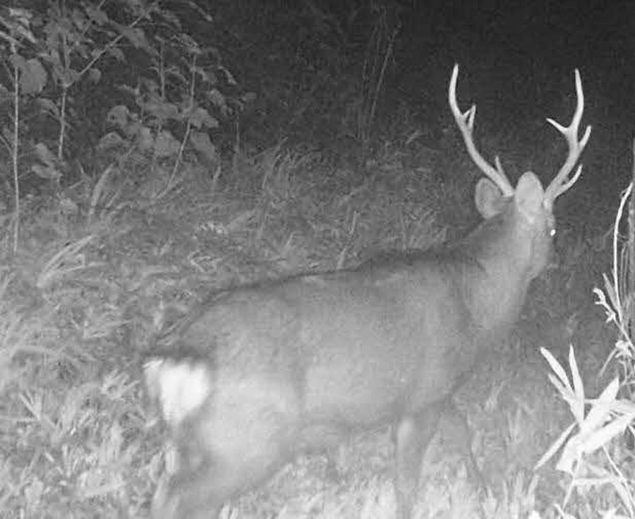 赤外線カメラが夜間にとらえた雄ジカの姿