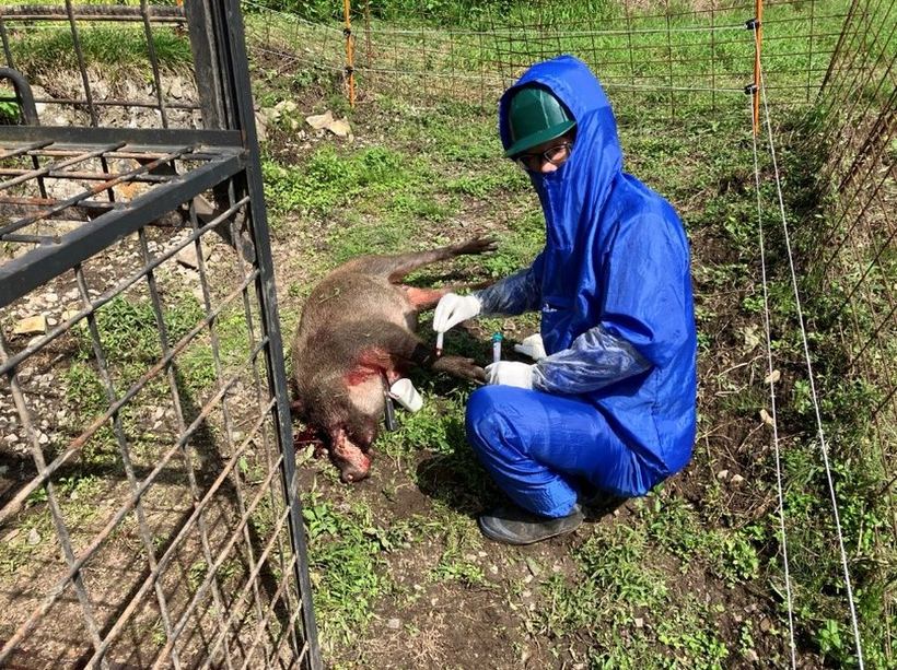 防護服を着て捕獲したイノシシから豚熱検査の試料を採取する作業の様子