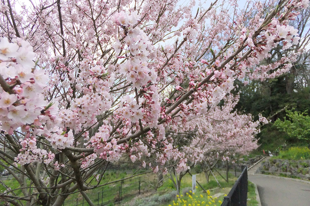 大磯小桜